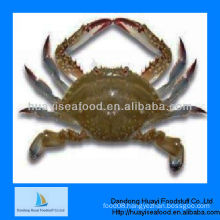 frozen crab blue swimming live crab seafood